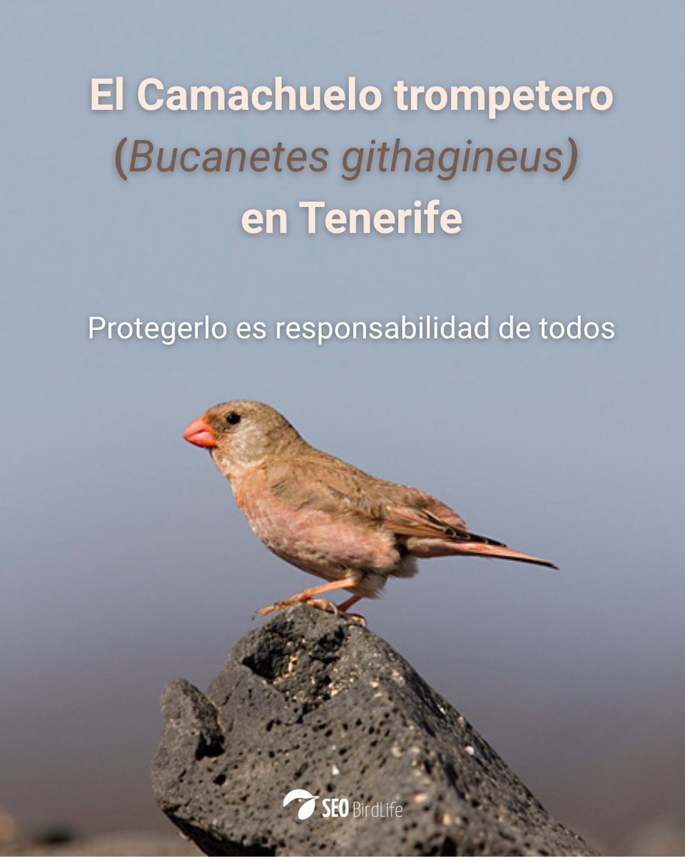 SEO/BirdLifeCanarias tweet media