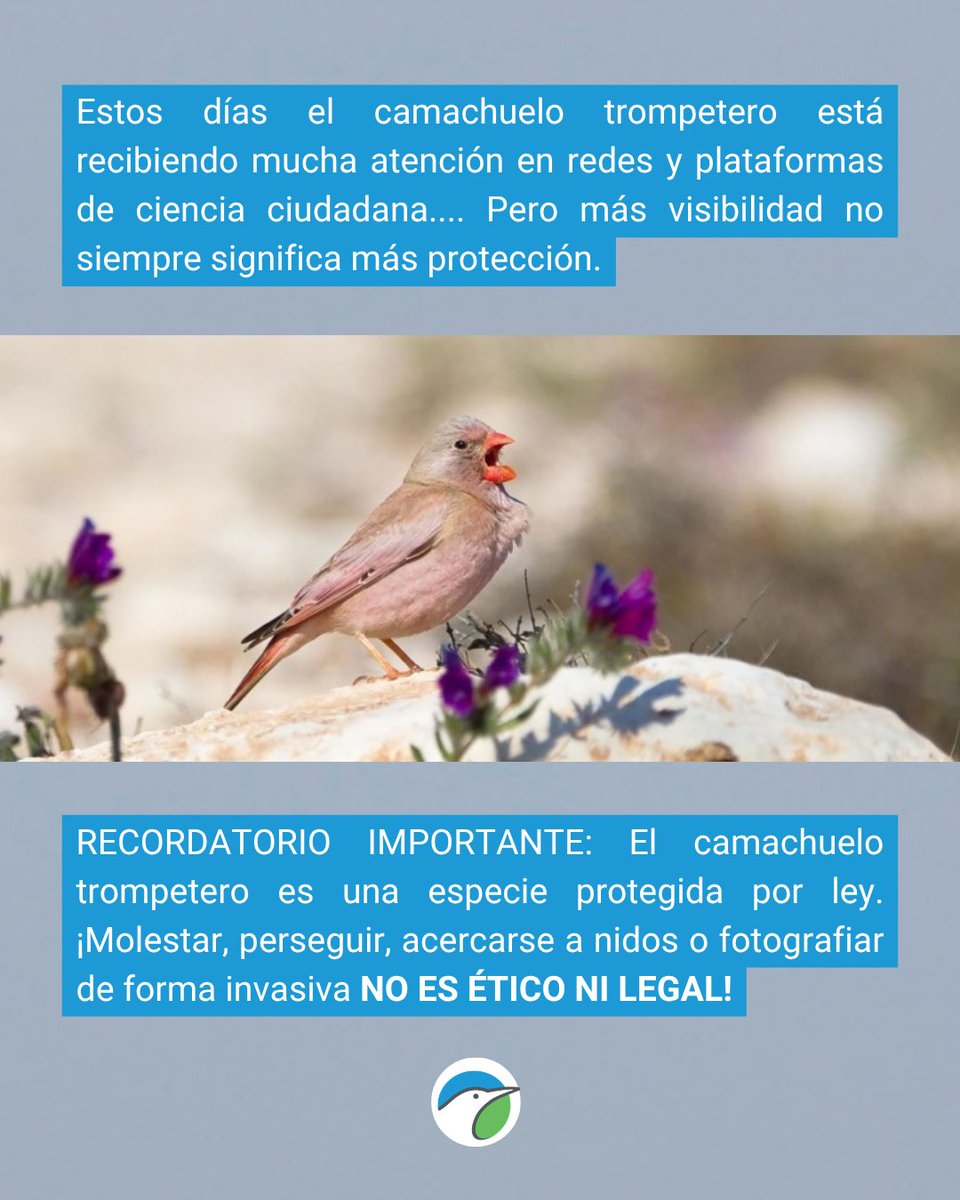 SEO/BirdLifeCanarias tweet media