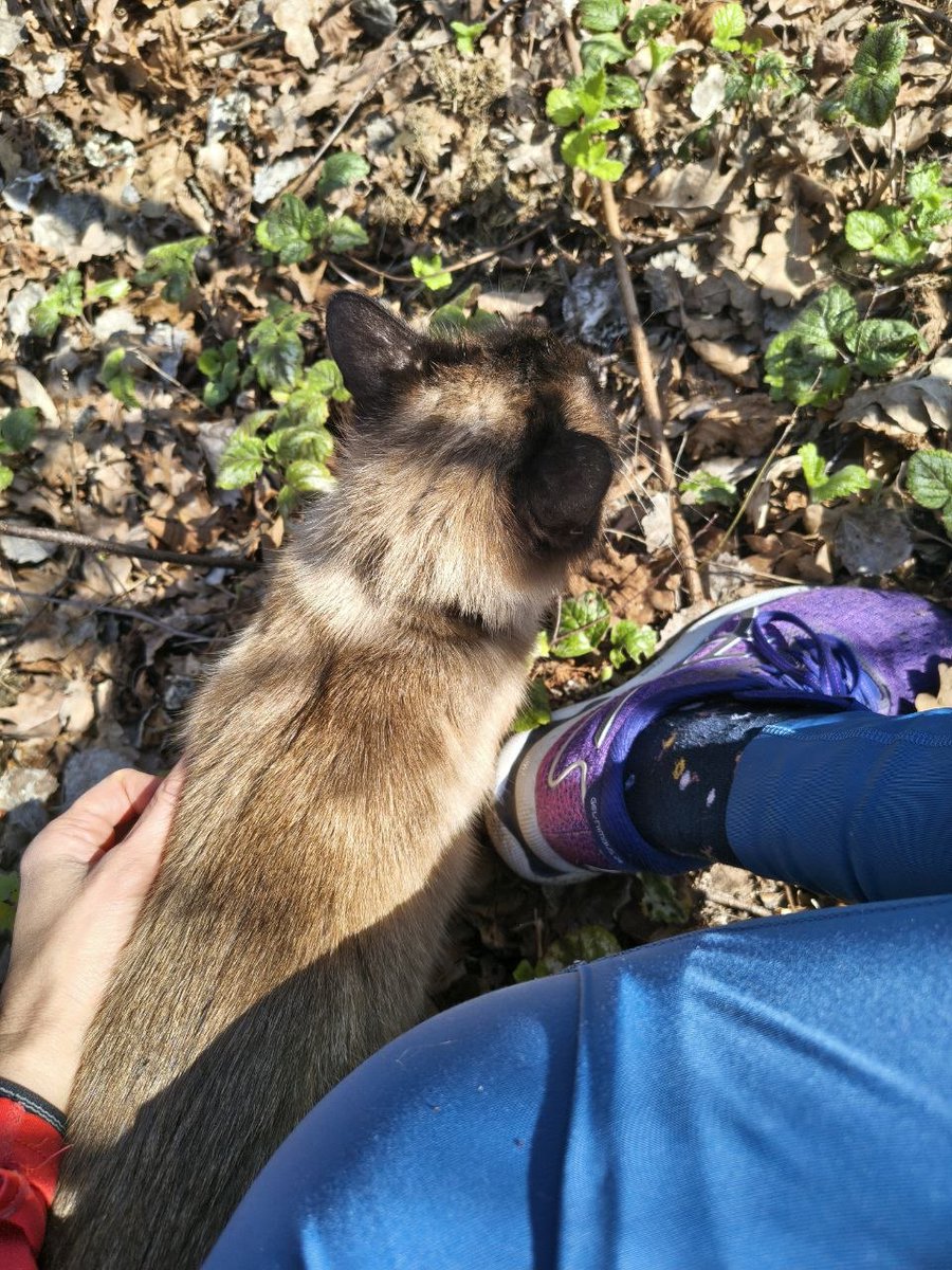 GeologistsCat's tweet image. Today: during #running #hedgewatch the not twitter assistant found a wounded #cat (we are not showing the wounds) &amp;amp; called the shelter. They already knew about this cat and came to pick it up. The cat waited patiently &amp;amp; is now at the vet.
#AdoptDontShop #CatsAreFamily
