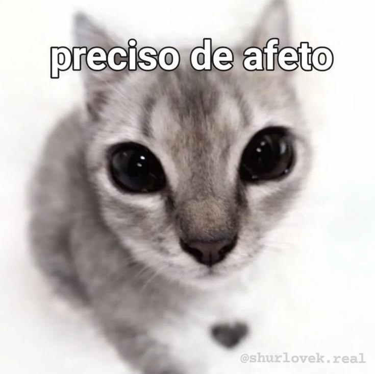 perfil dedicado a gatinhos e peitos tweet media