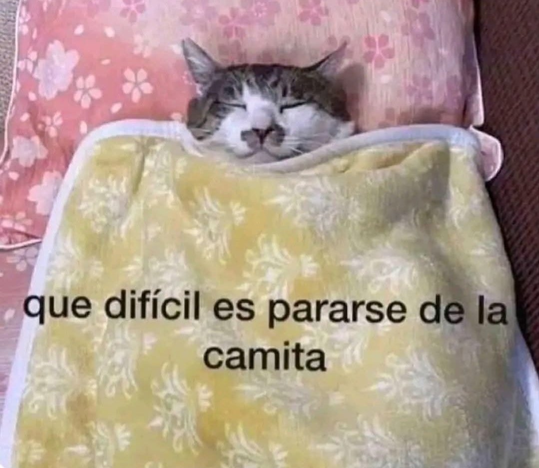 gatogordw tweet media