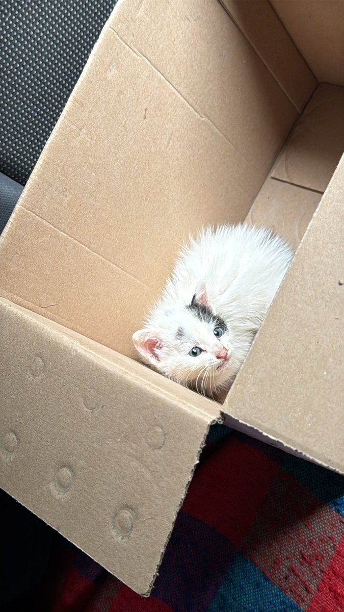 Pikachu peronista 🇦🇷 tweet media