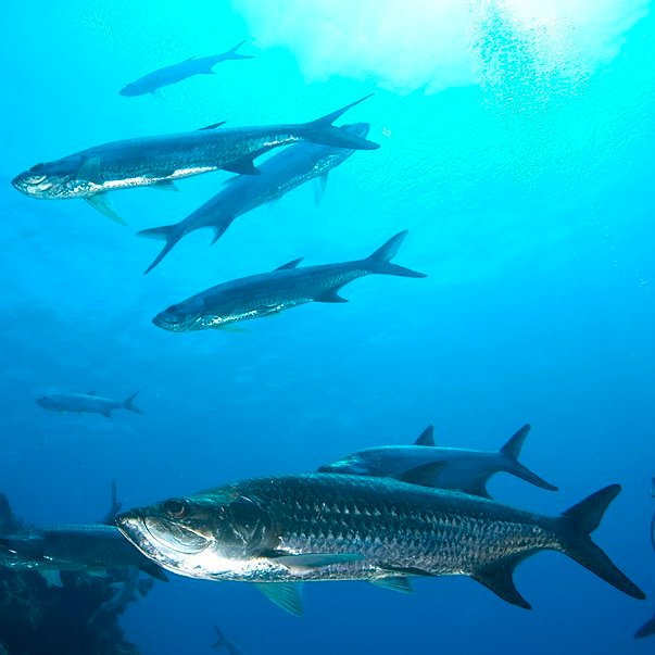 Natural World Fund tweet media