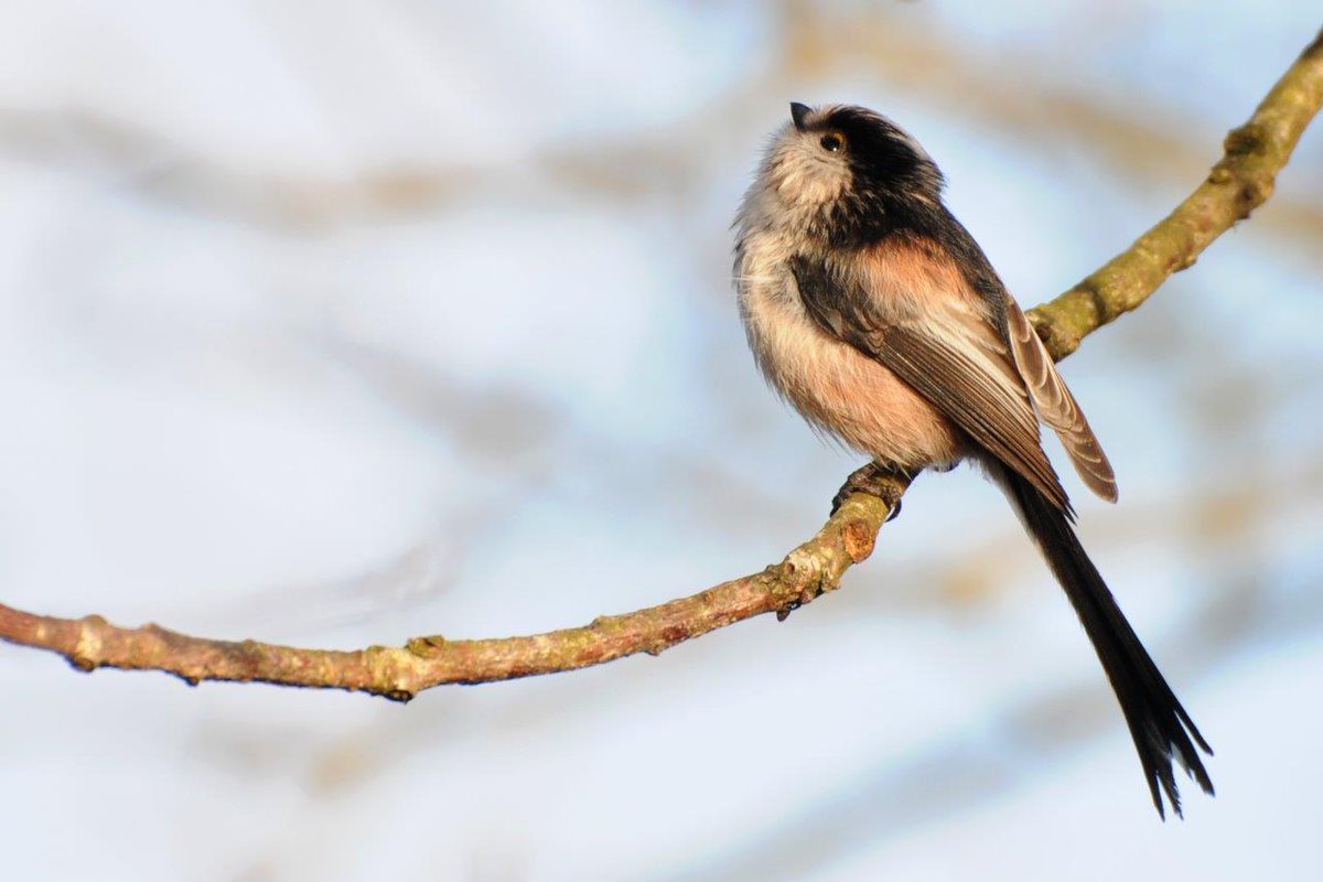 Département Vendée tweet media