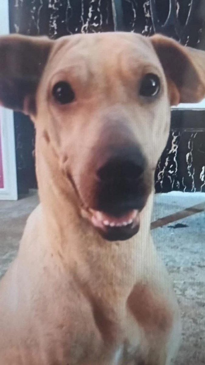 ENTÉRATE 📢 tweet media