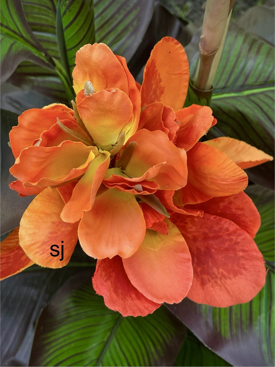 Sandra 🐝 tweet media