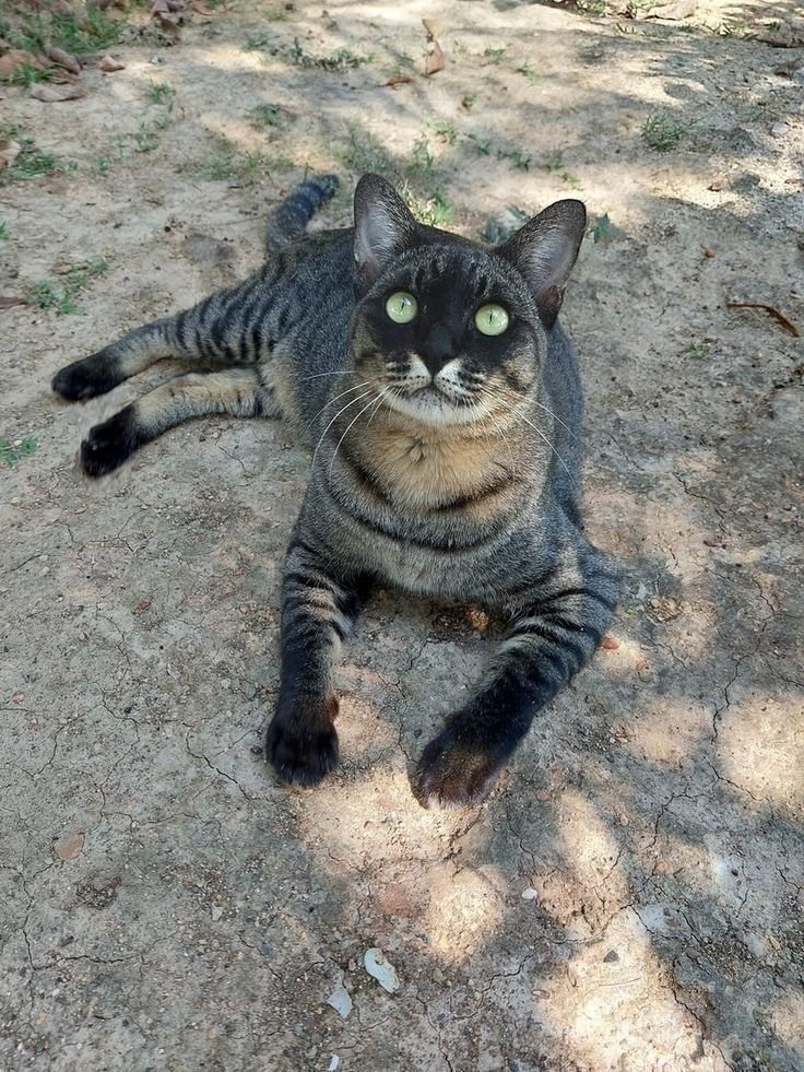 cyrus ๐ฆ tweet media