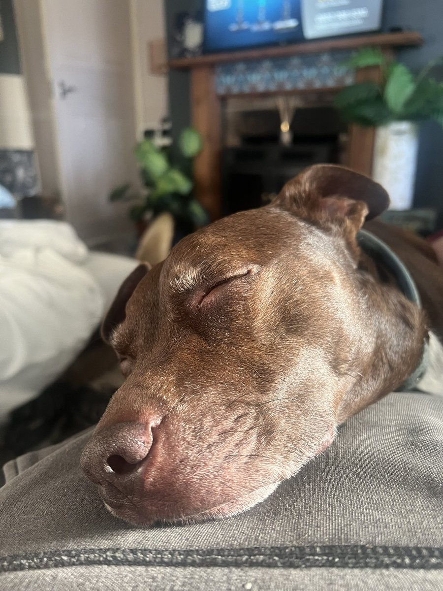 Irish Ranger (Sevvy) tweet media