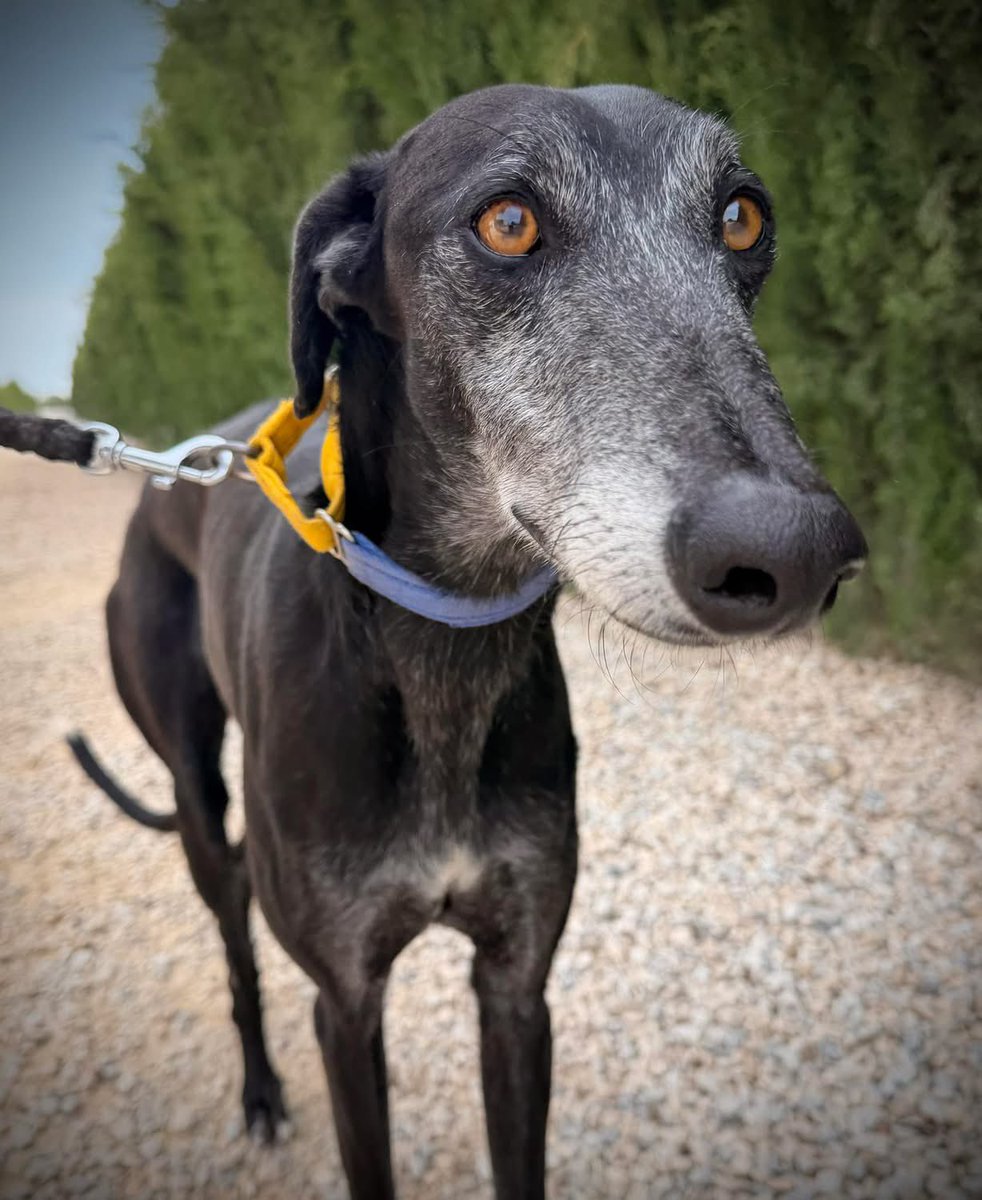 Galgos del Sol tweet media