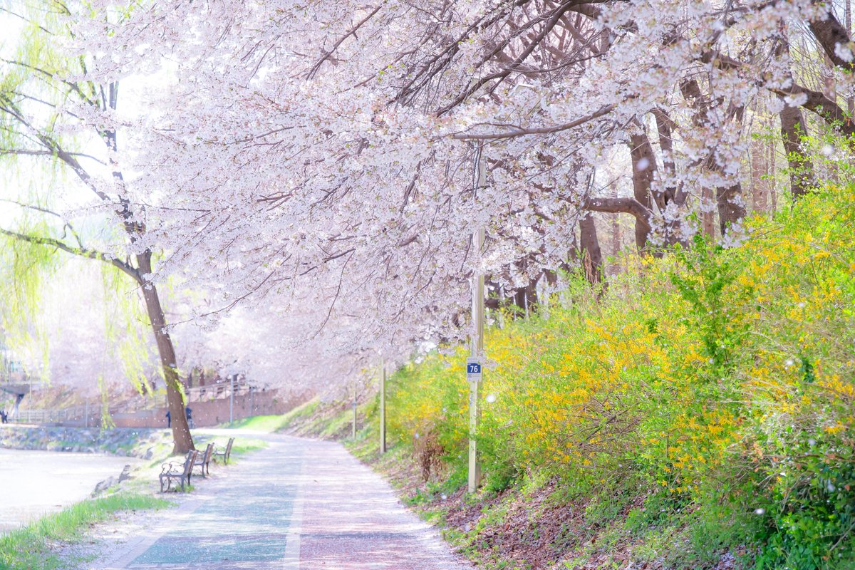 리피(RiPHi) tweet media