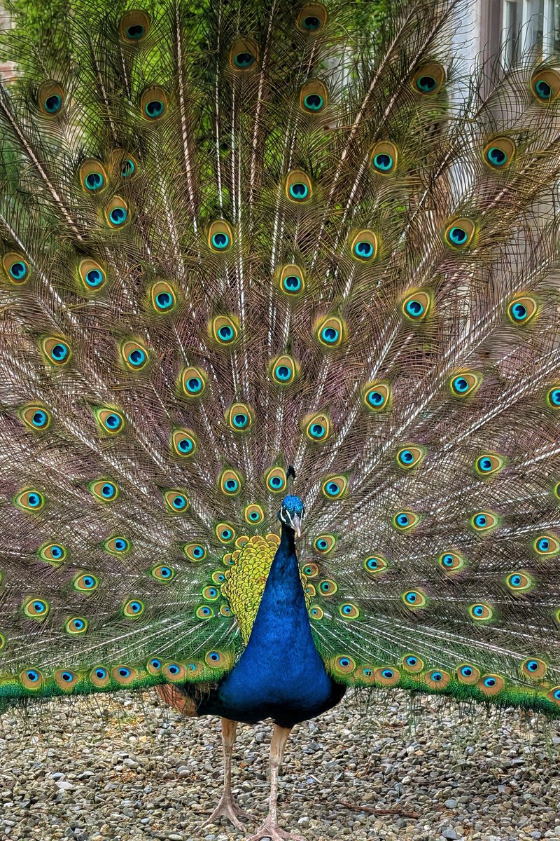 Smartphone Photographer tweet media