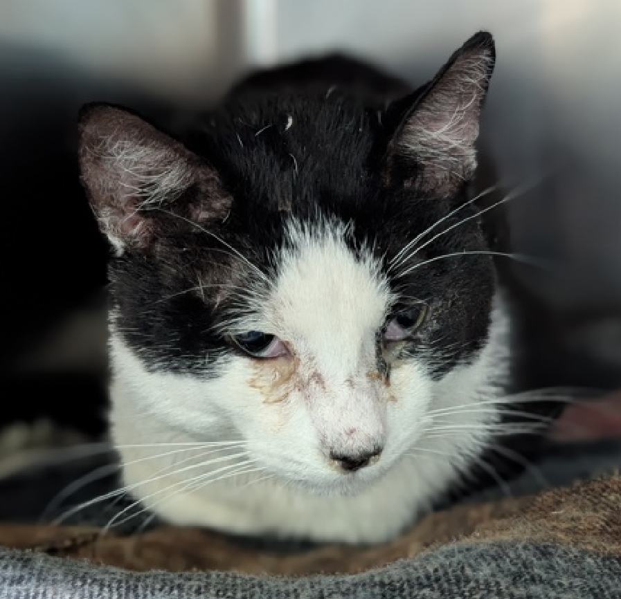 JLthekid9999's tweet image. 🆘🆘BATMAN  (ID 250245), 3 YO, MALE –  IN MANHATTAN ACC - came into the shelter as an owner surrender on 3/22/2026, with the surrender reason stated as animal behavior - not good with resident animals.    🆘🆘 😿 😿 😿 😿

➡️TBD 4/9/26

➡️ MEDICAL PRIORITY – NEEDS MORE CARE AND