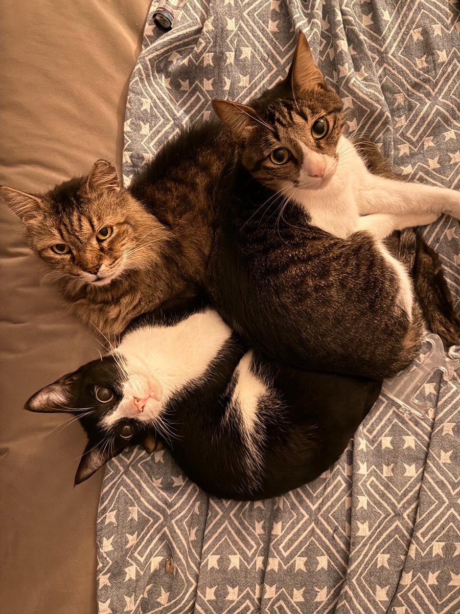 Jo Bartosch tweet media