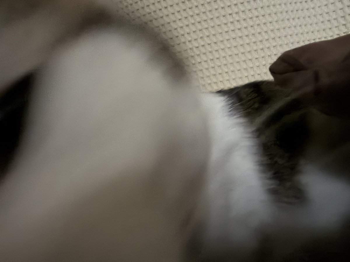 Masked_II_cat's tweet photo. https://t.co/2UKfFBjtPx