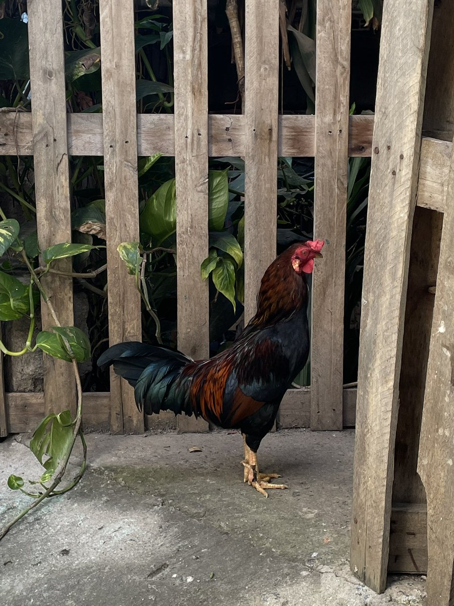 erothic monobola tweet media