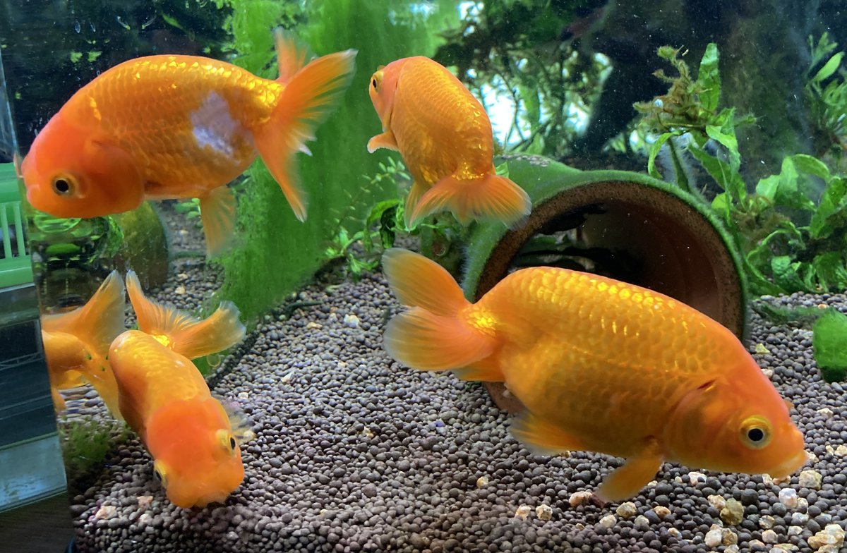 ryu ryu 3❌No DMs please🐯🍥🍚😋💙🎹🎸 fx 📸🐠🎣🌼 tweet media