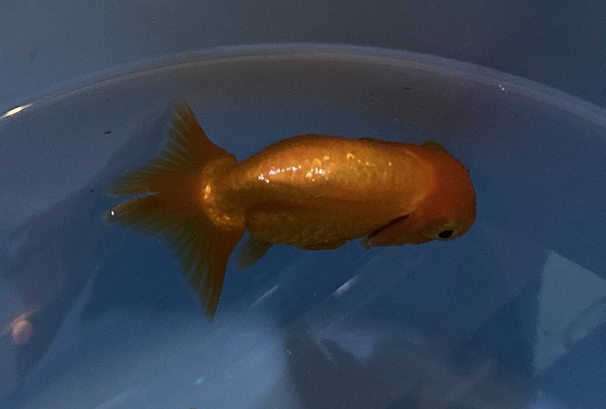 ryu ryu 3❌No DMs please🐯🍥🍚😋💙🎹🎸 fx 📸🐠🎣🌼 tweet media