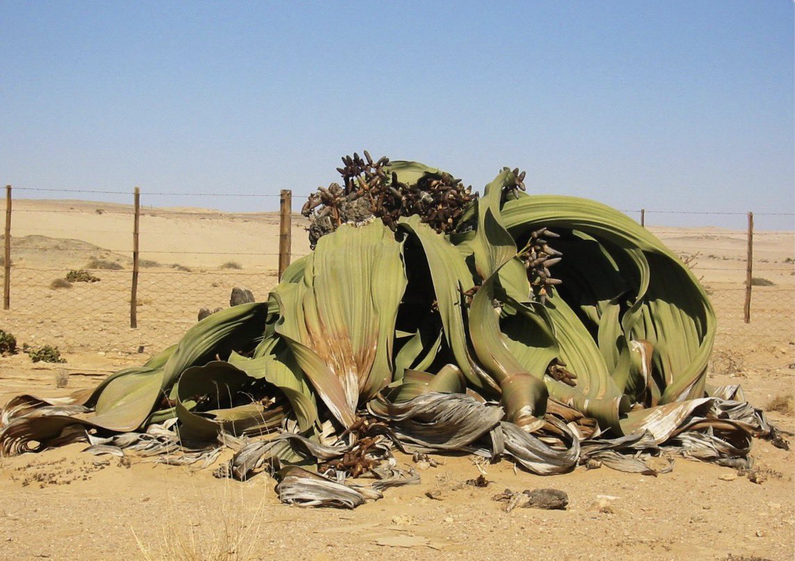 Rodney Cloete tweet media