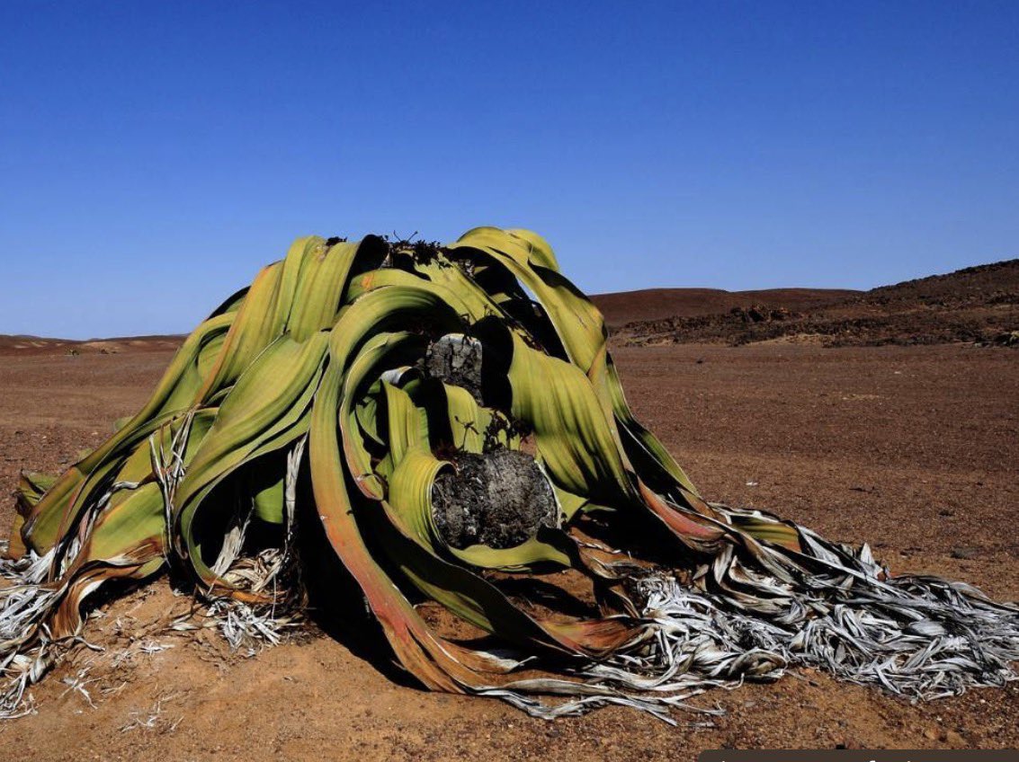 Rodney Cloete tweet media