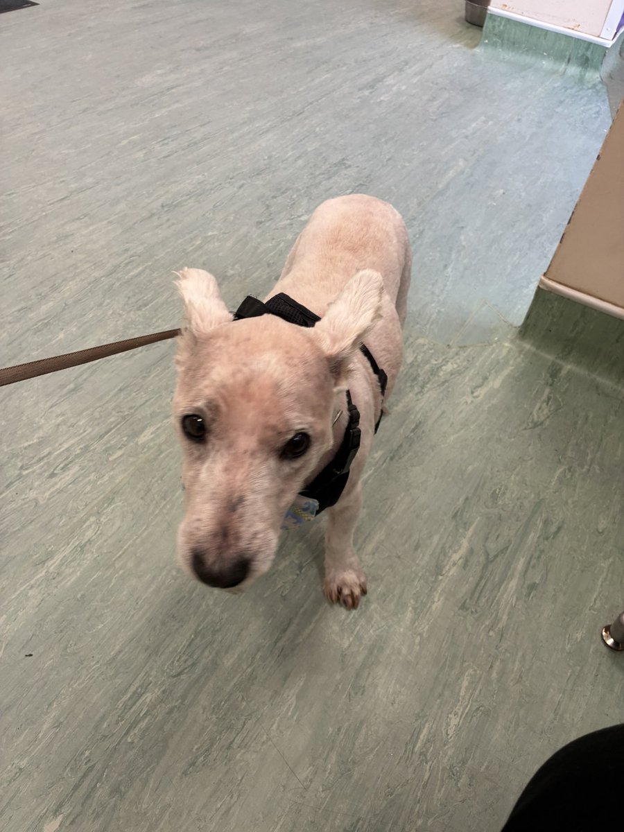 Neale and Fergus the Westie!! tweet media