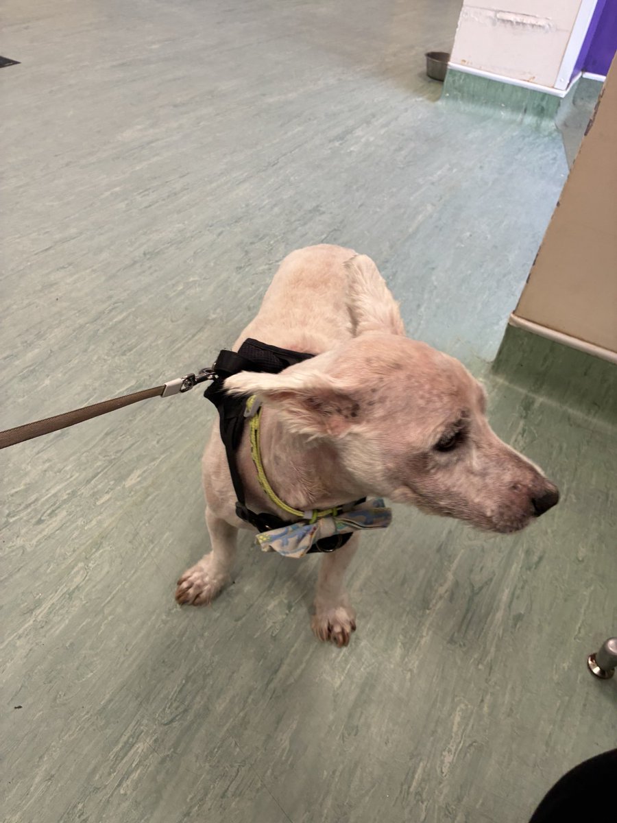 Neale and Fergus the Westie!! tweet media