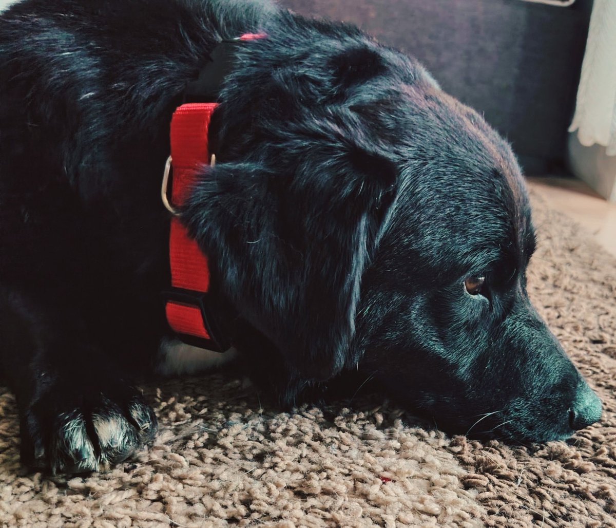 Ne razumem tweet media