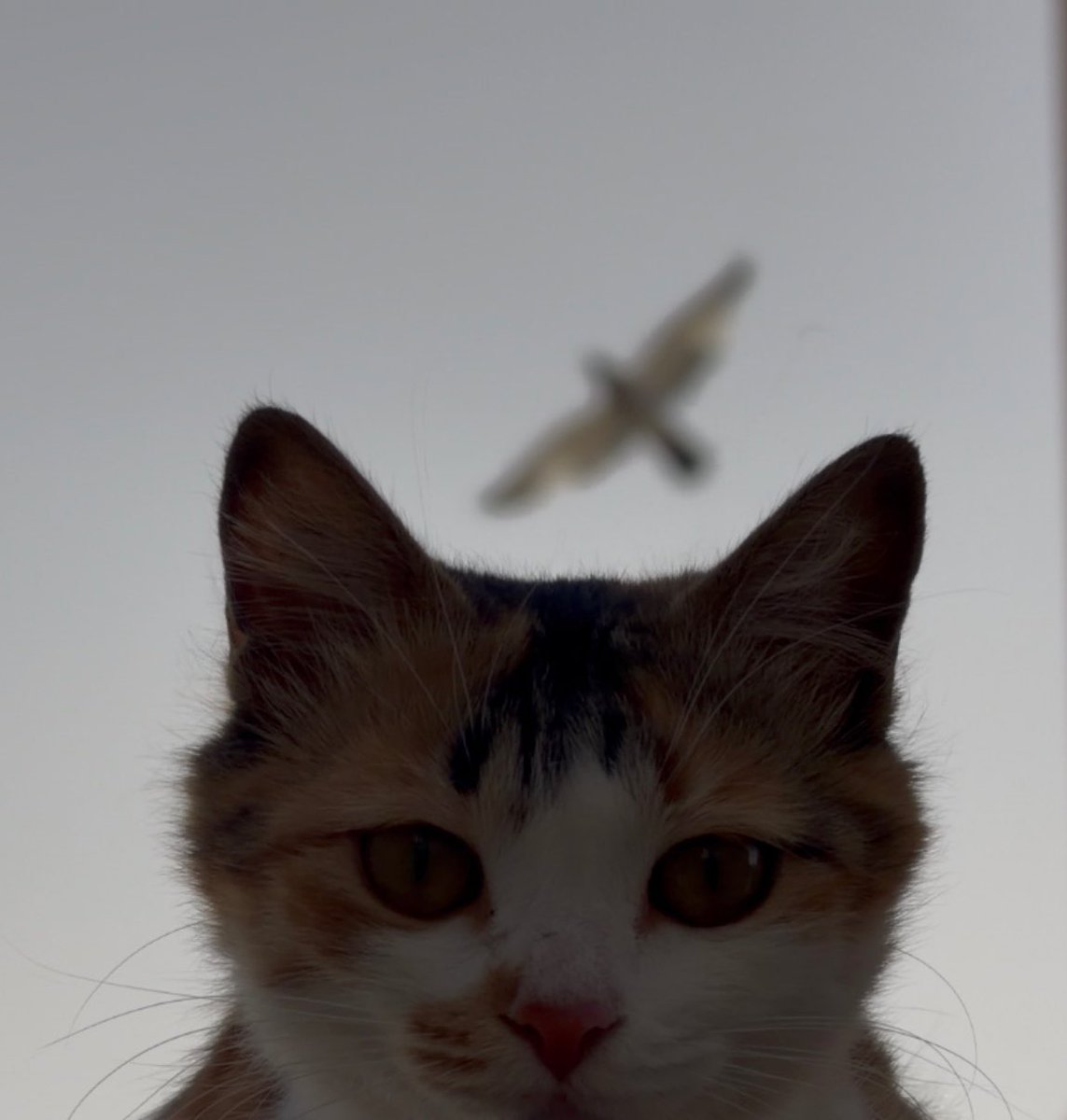 ็ซใฏๆ้ซใฎๅญๅจใงใใ tweet media