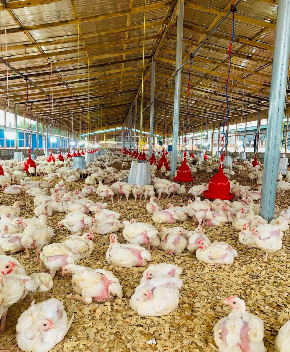 🐓FOR THE RAISING OF 1000 BROILERS:🇿🇼

 👉🏿BUILDING
 Area: 100m2
 Length: 16.67m
 Width: 6m
 Density: 10 chickens/m2 at culling

A small thread 👇🏿

 FEEDING
 🟢Starter
 2bags for 2 boxes
 So 20 bags of 25kg for 1000 chicks