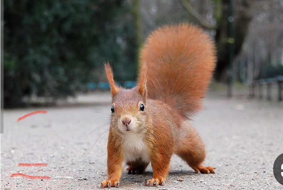 سنجار tweet media