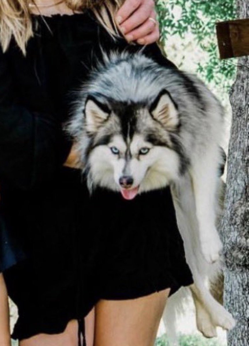 That Chick From Seattle tweet media