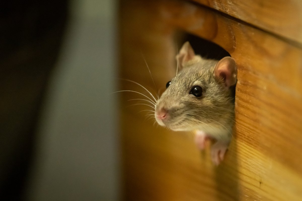 Spring means warmer weather—and rodents looking for a cozy place to crash 🐭🌸
Not on our watch! 🛑 Our rodent exclusion services turn “Welcome Home” into “No Vacancy.”

Keep your home rodent‑free and drama‑free this spring.

📞 (800) 722‑4342 | 🐭 pacificcoasttermite.com