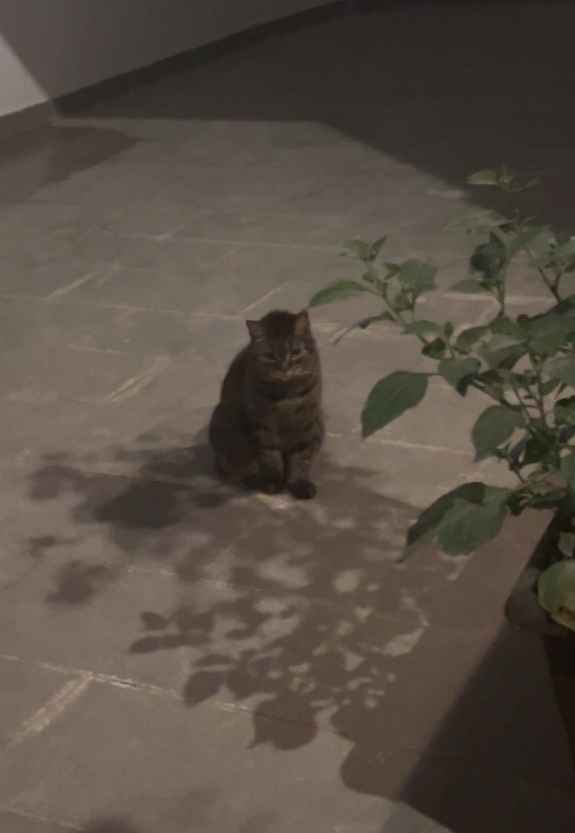 ꒰აドゥーディ໒꒱ tweet media