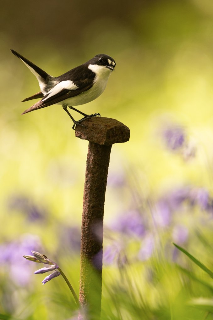 RichardBowler1's tweet image. First male Pied flycatcher arrived back today, checking out the nest boxes, a day early from last year. I had only unblocked the nest boxes yesterday, how's that for timing.
#northwales
