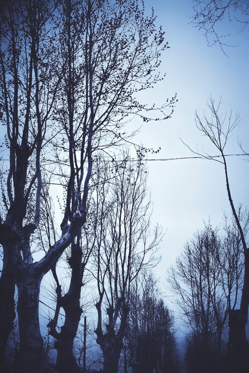 A_Sapphireh's tweet image. Mi siederò un po'..
tra il tempo che si ferma, e il mondo che svanisce
#bluetouch #breathing of #thetrees
📸A.S