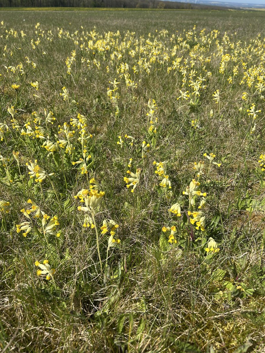 Emmanuel BONNIN tweet media