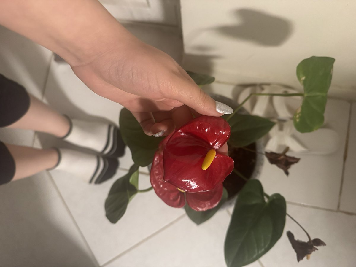 Lily of the Valley🇮🇷 tweet media