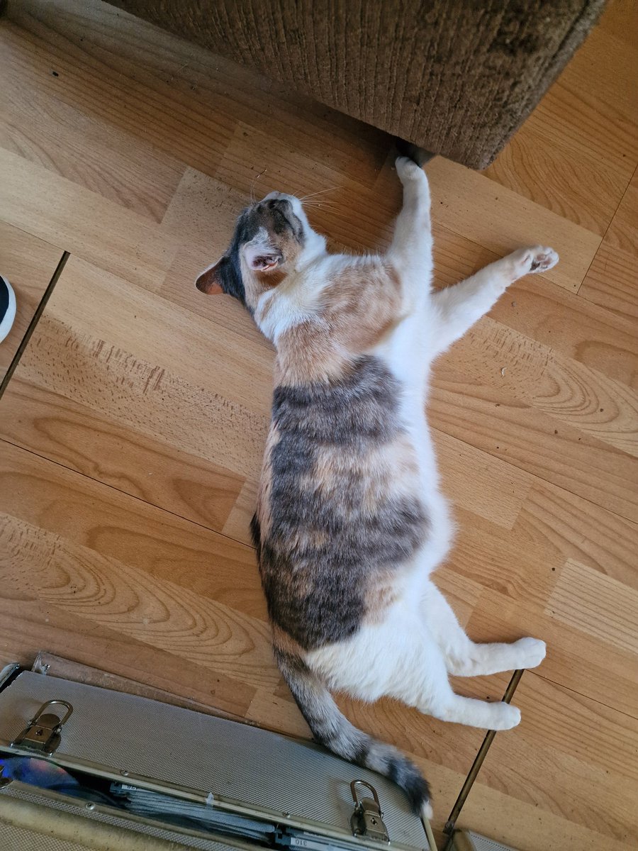 Tom van Dauven tweet media