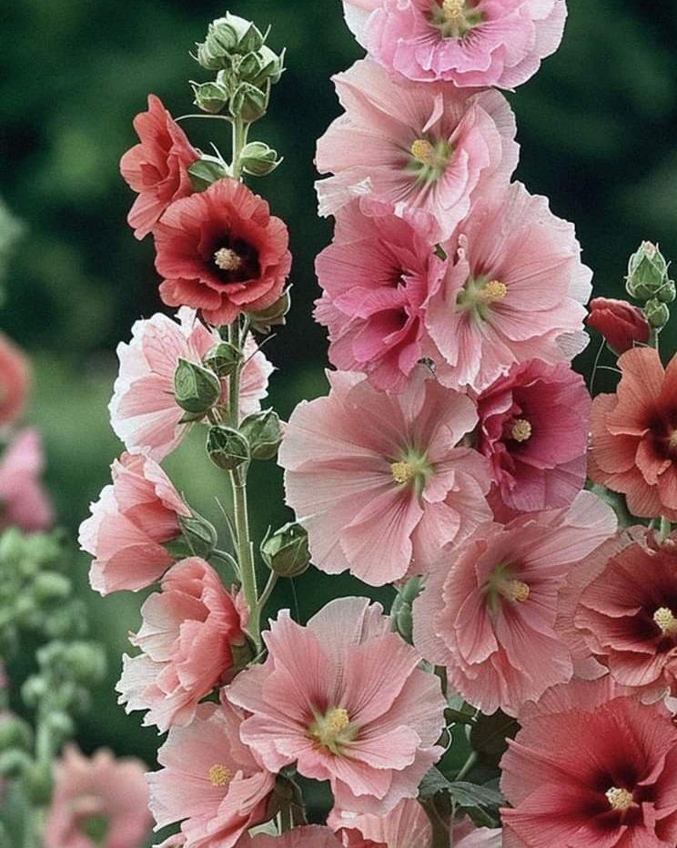InBloomLingerie's tweet photo. Soft blooms, endless romance 🌸✨
living in a garden state of mind

#floralaesthetic #bloominbeauty #romanticvibes #flowerlovers #springinspo #petalperfect #pinktones #gardenmood #softandpretty #naturedetails https://t.co/pS6YZlcez7
