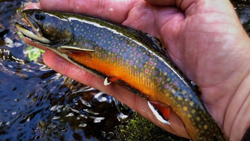 fishwildlife's tweet photo. ๐๐ซ๐จ๐ฌ๐ฌ-๐ฌ๐ญ๐๐ญ๐ ๐๐จ๐จ๐ฉ๐๐ซ๐๐ญ๐ข๐จ๐ง ๐๐ฑ๐ฉ๐๐ง๐๐ฌ ๐๐ซ๐จ๐จ๐ค ๐๐ซ๐จ๐ฎ๐ญ ๐๐ง๐ ๐ฅ๐ข๐ง๐
Thereโs a quality in the quantity of brook trout populations on the rise, thanks to Sport Fish Restoration.
#ConservationAtWork #partnersinconservation
https://t.co/4HptPMU6Uj https://t.co/aoasGnZADQ