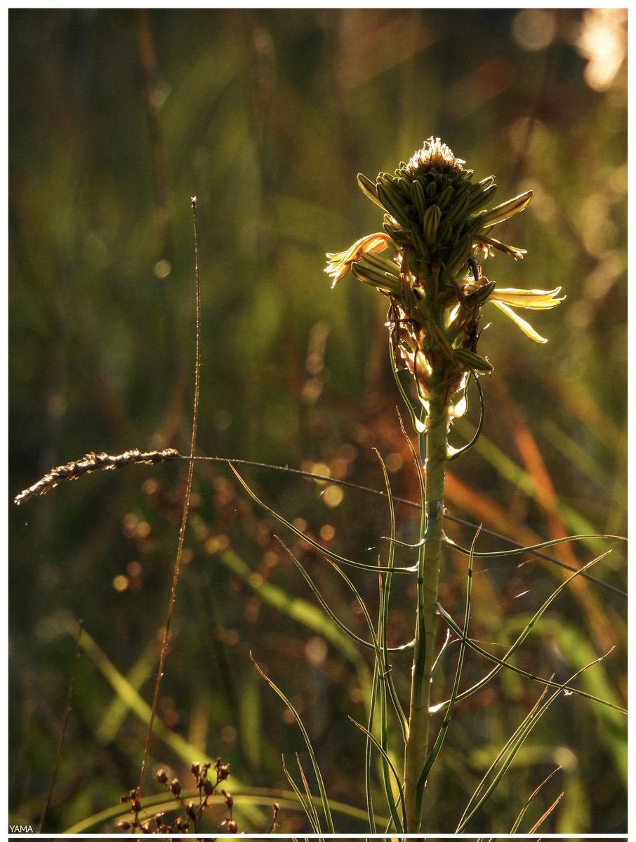 Yama 山 tweet media