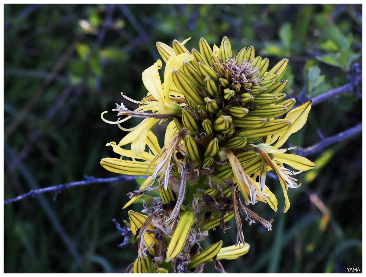 Yama 山 tweet media