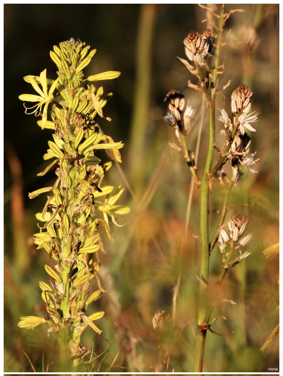 Yama 山 tweet media