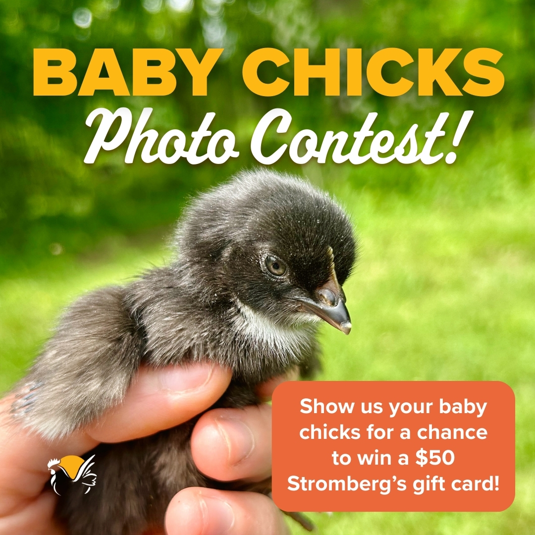 StrombergsBirds's tweet photo. 🐣 Don’t forget to enter our Baby Chicks Photo Contest!

Show off your cutest chicks, ducklings, or other young poultry + tell us what you love about raising them.

📸 Submit your photo: https://t.co/iirlr5axJi

📅 March 23–May 22, 2026

🎁 Prize: $50 Stromberg’s Gift Card https://t.co/IdGW2DjjUZ