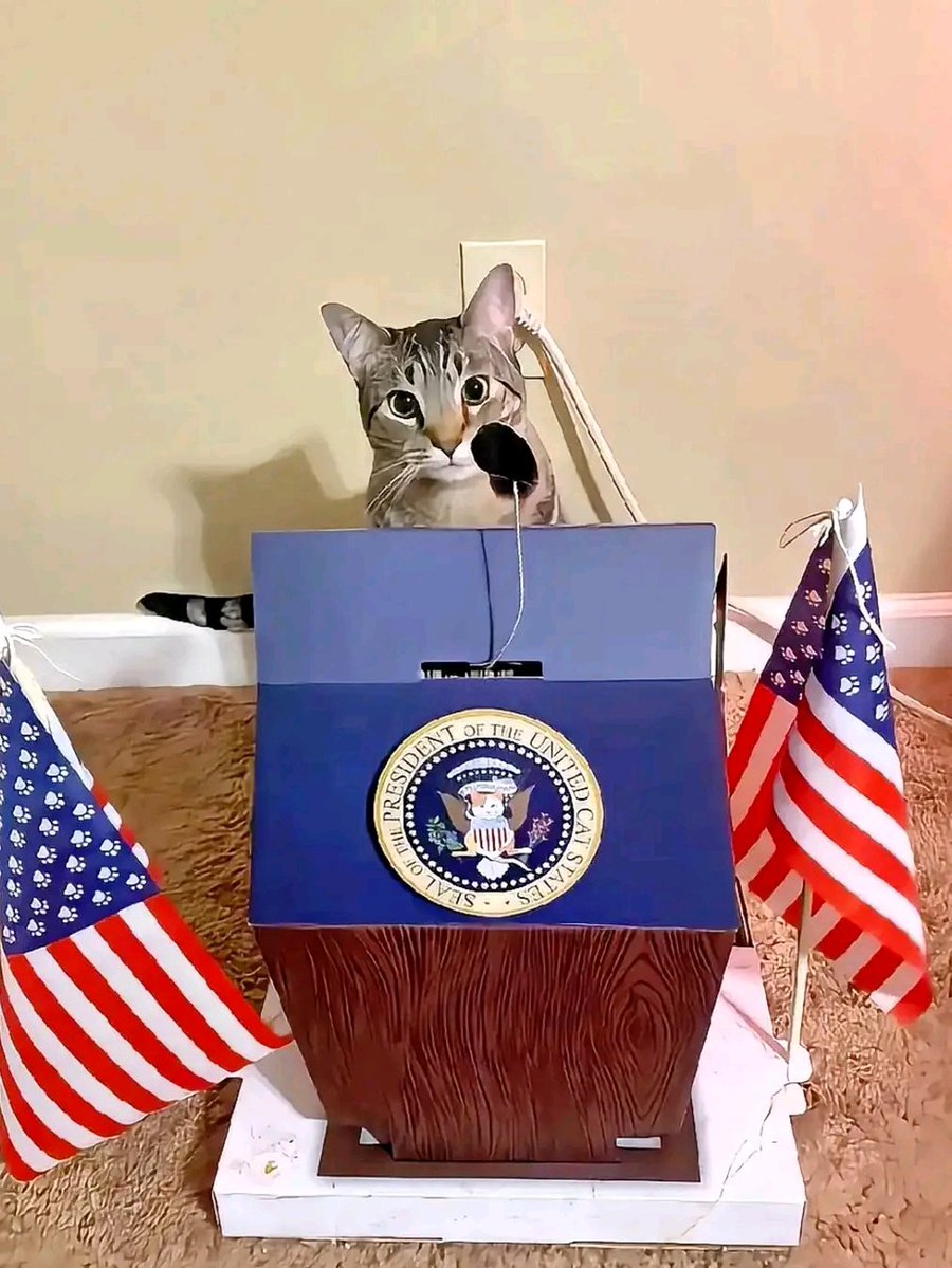 The pets only 🐾 tweet media