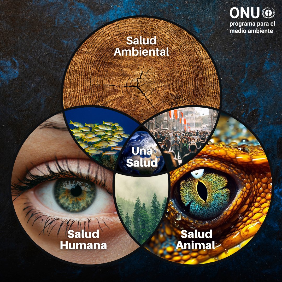 Programa ONU Medio Ambiente tweet media