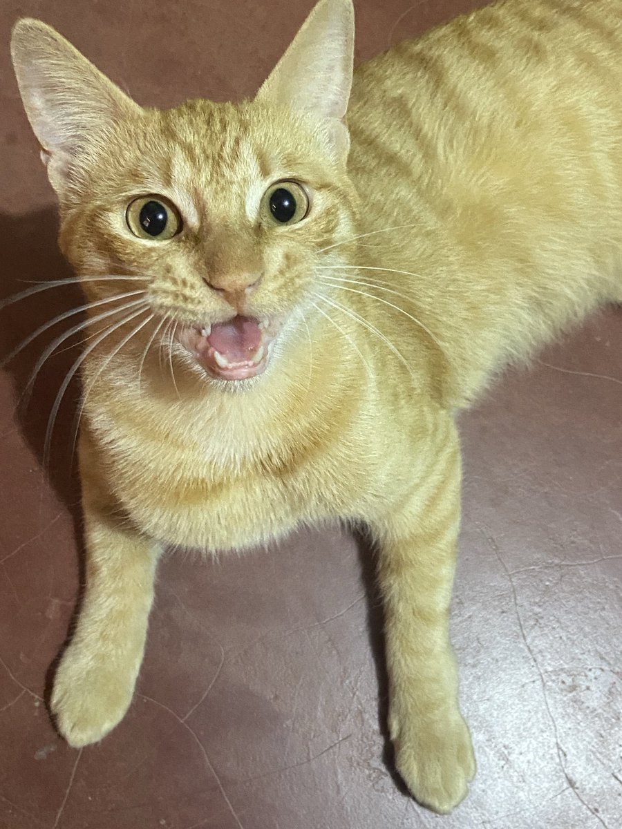 cazaputas42 tweet media