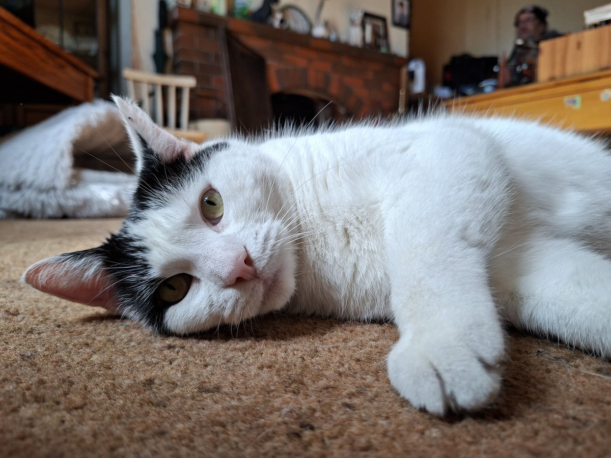 #TamTuesday 
#CatsOfTwitter 
#CatsOfX