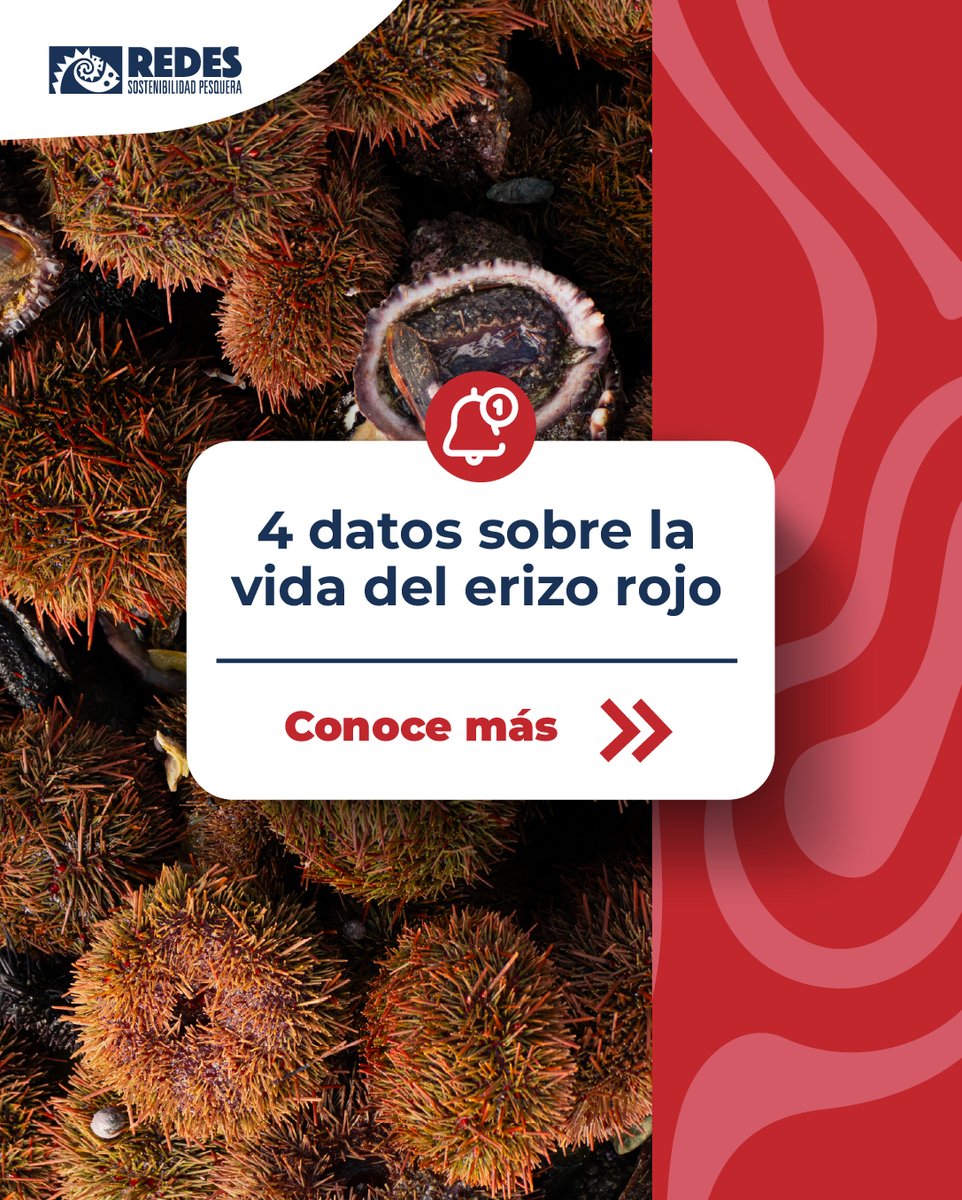 Redes_SP's tweet photo. ¿Sabías que solo una parte del erizo es la que se consume? ¿O que su alimentación y hábitat influyen directamente en su calidad?
Conocer estos detalles permiten tomar mejores decisiones sobre cómo y cuánto extraer. https://t.co/gLI2UKnUG3