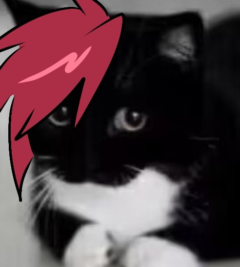 🍃Rednid fanatics || camellia🌸 tweet media