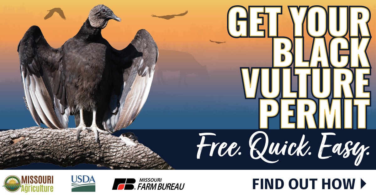 MoAgriculture's tweet photo. Apply for a permit with Missouri Farm Bureau to protect your livestock. They are free, easy to obtain, and allow 10 black vulture takes per year. Learn more now.